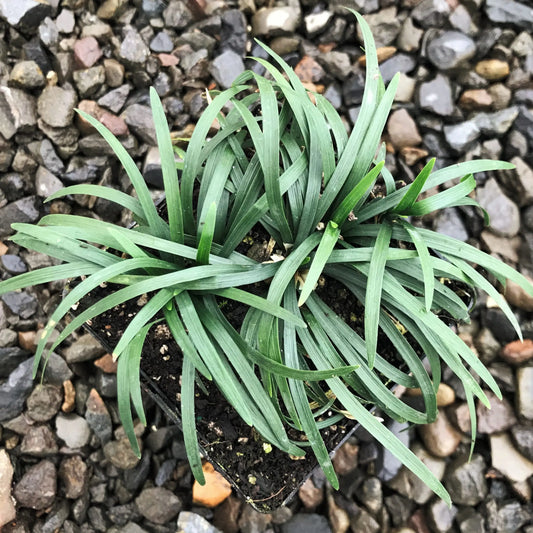 Ophiopogon japonicus Nana (Dwarf Mondo Grass)