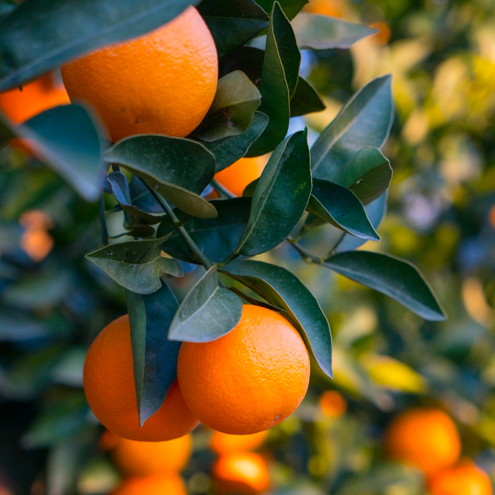 Citrus Sinensis 'Valencia' (Dwarf Valencia Orange) GRAFTED