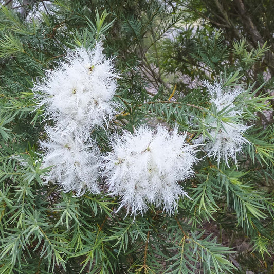 Melaleuca Linifolia (Snow-in-Summer)