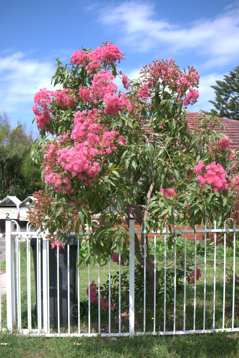 Corymbia Summer Glory (Pink-Flowered Gum)