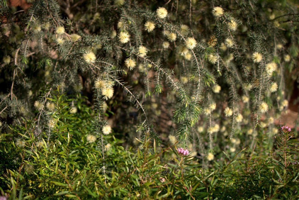 Melaleuca Incana (Grey Paperbark)