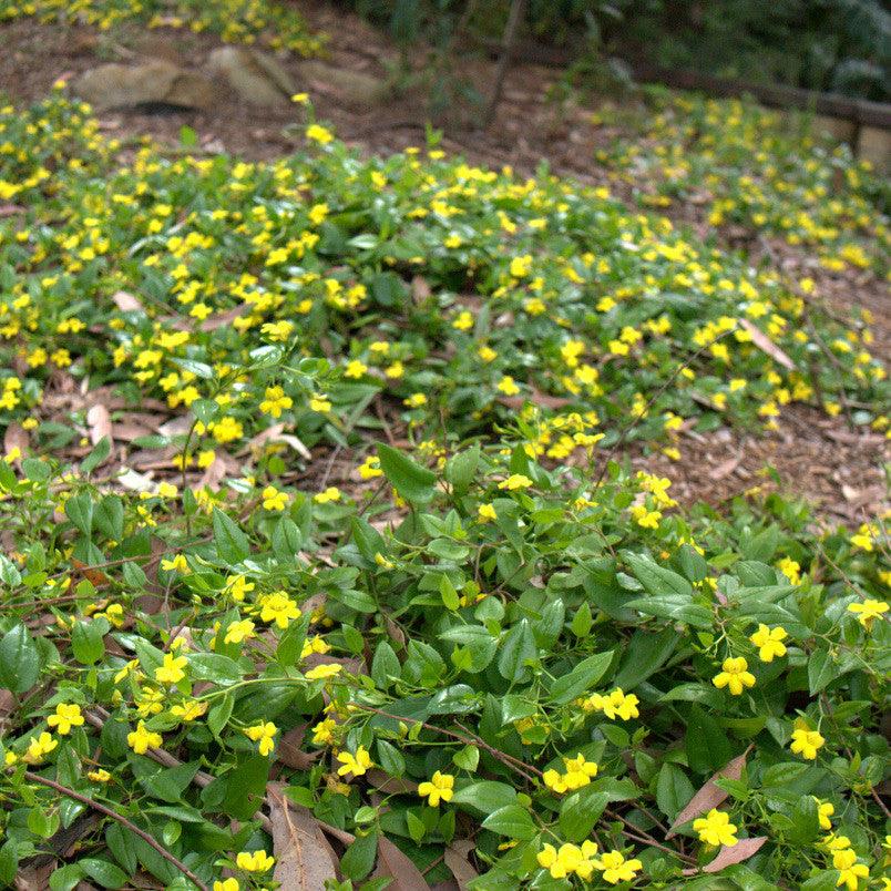 Goodenia Ovata Prostrate (Hop Goodenia)