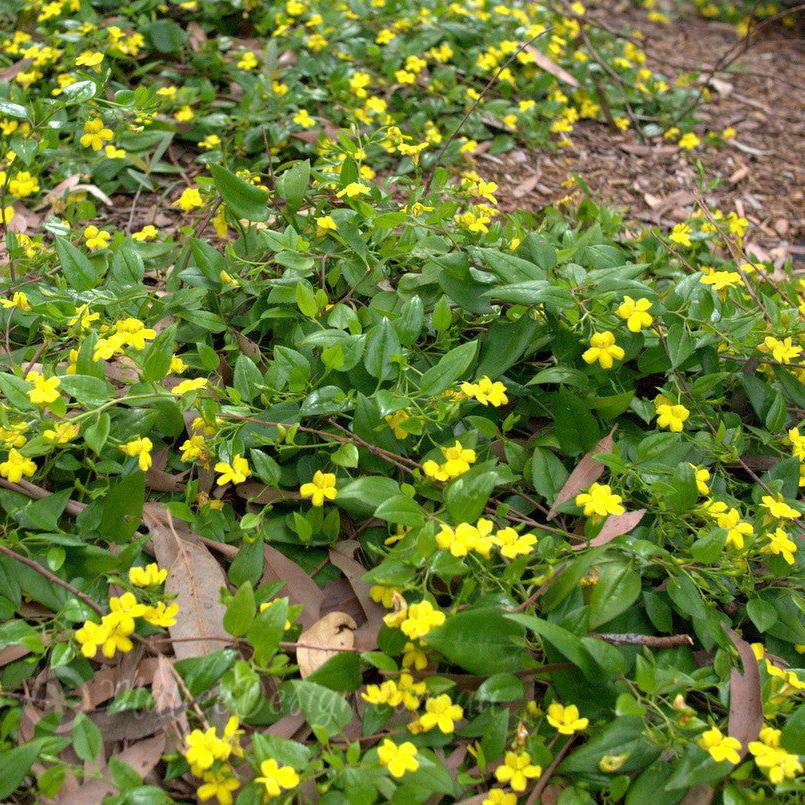 Goodenia Ovata Prostrate (Hop Goodenia)