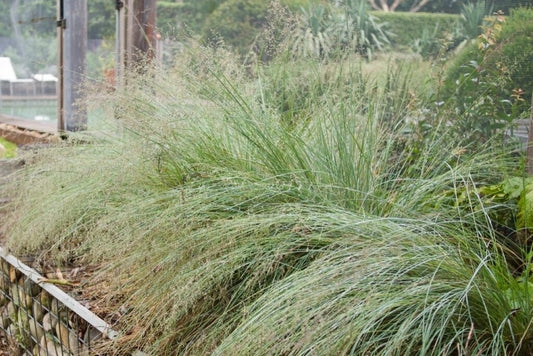 Austrostipa Verticillata (Whipstick Grass)