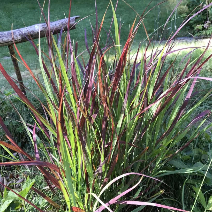 Panicum virgatum Autumn Glory (Switchgrass Autumn Glory)