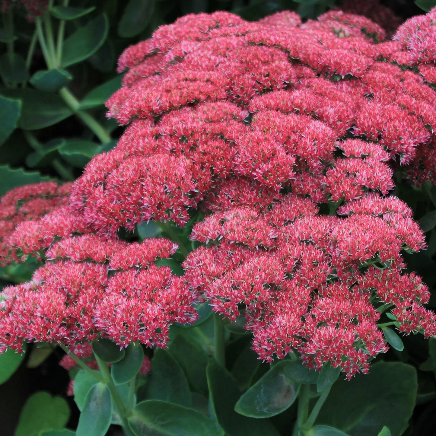 Sedum Autumn Joy (Autumn Stonecrop)