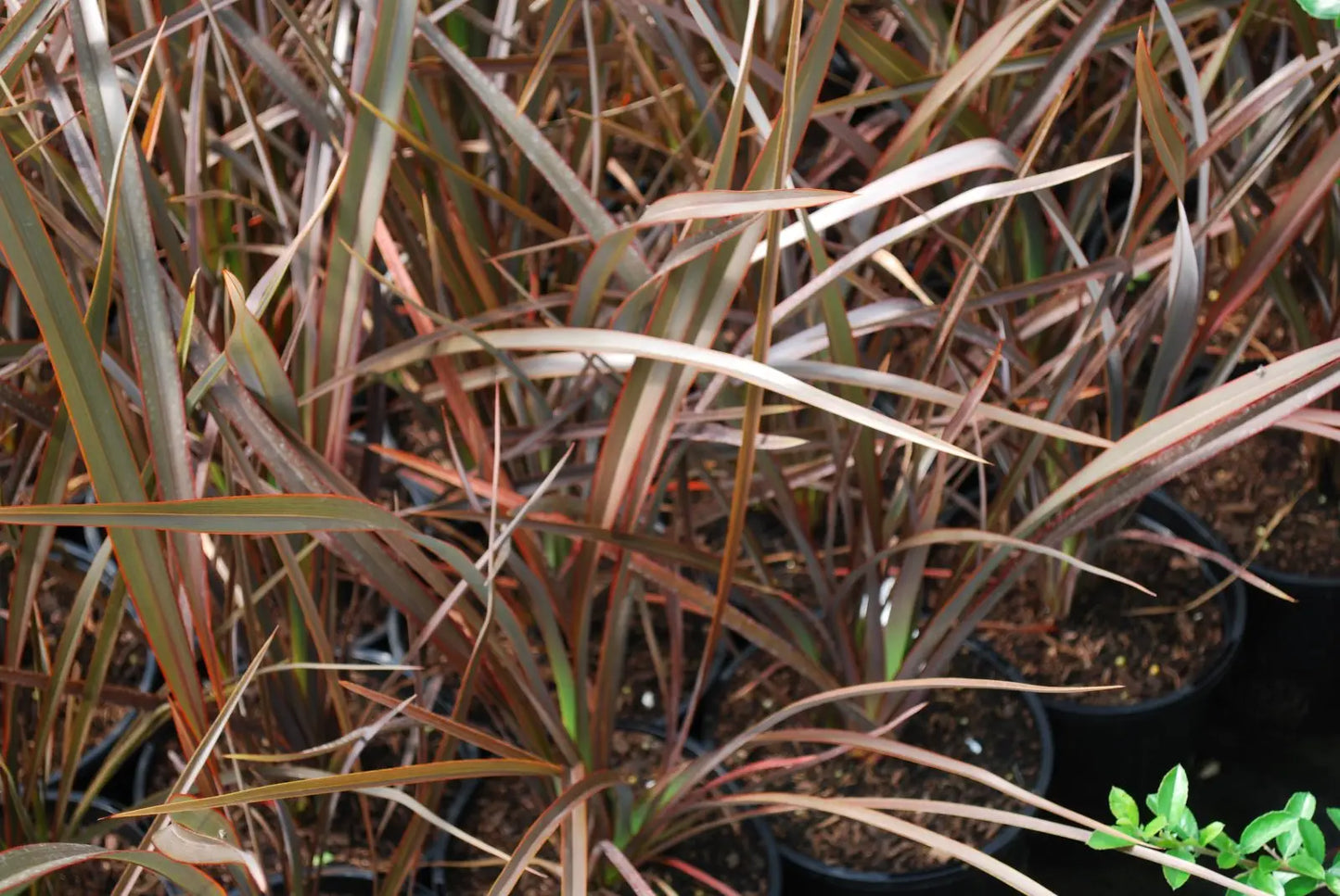 Phormium Bronze Baby (Bronze Baby Flax)