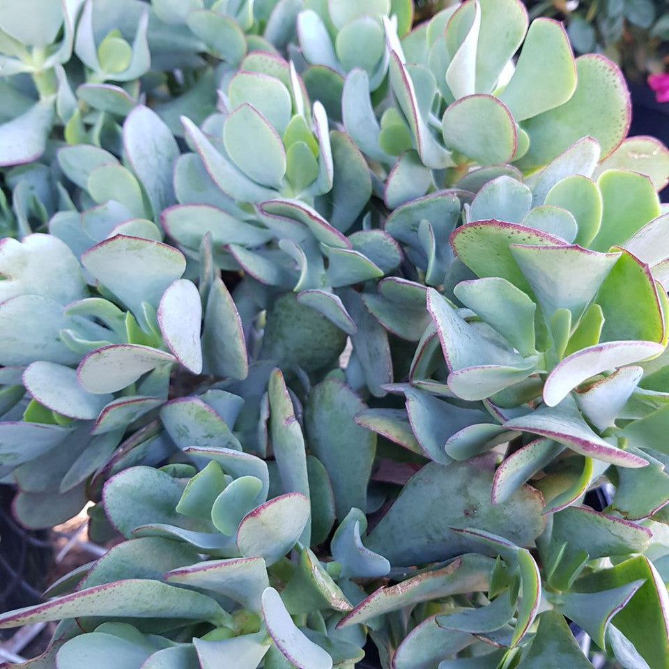 Crassula 'Bluebird'