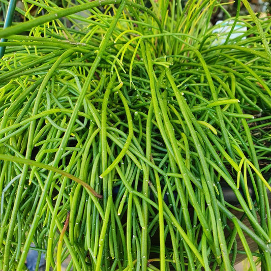 Rhipsalis (assorted varieties)