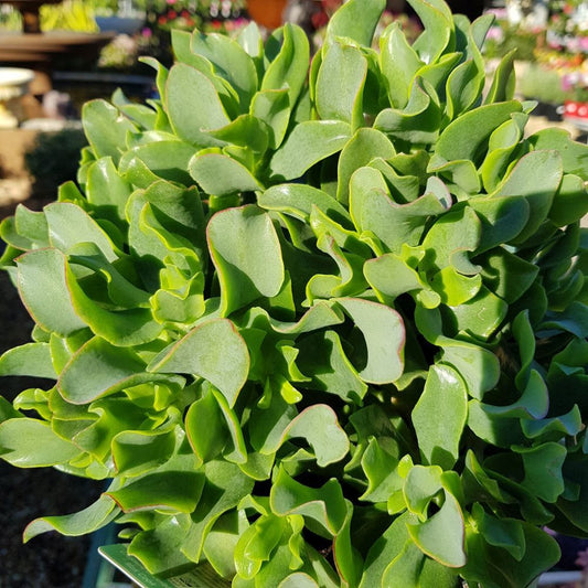 Crassula Arborescens Subsp. Undulatifolia (Max Cook)