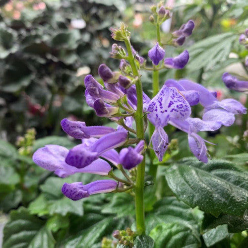 Plectranthus Saccatus Purple (Purple Spur Flower)