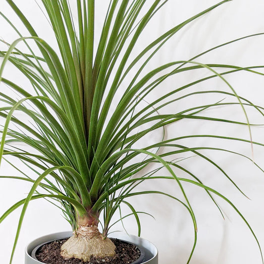 Beaucarnea Recurvata (Ponytail Palm)