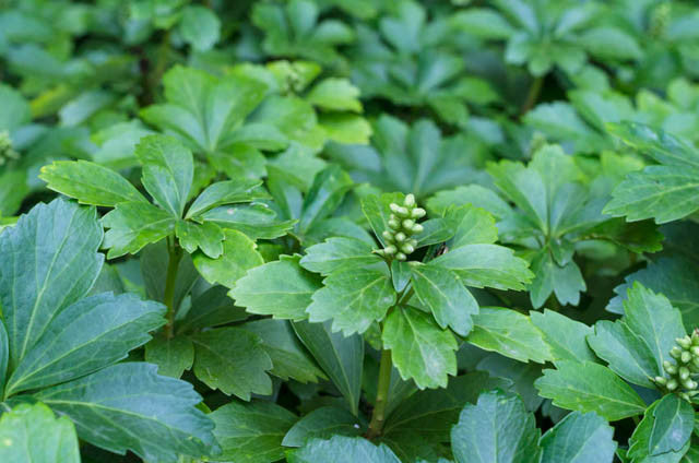 Pachysandra terminalis (Japanese Spurge)