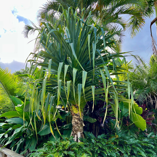 Pandanus pedunculatus (Beach Pandanus)