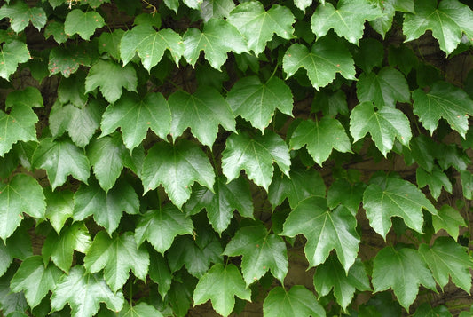 Parthenocissus Quinquefolia (Virginia Creeper)