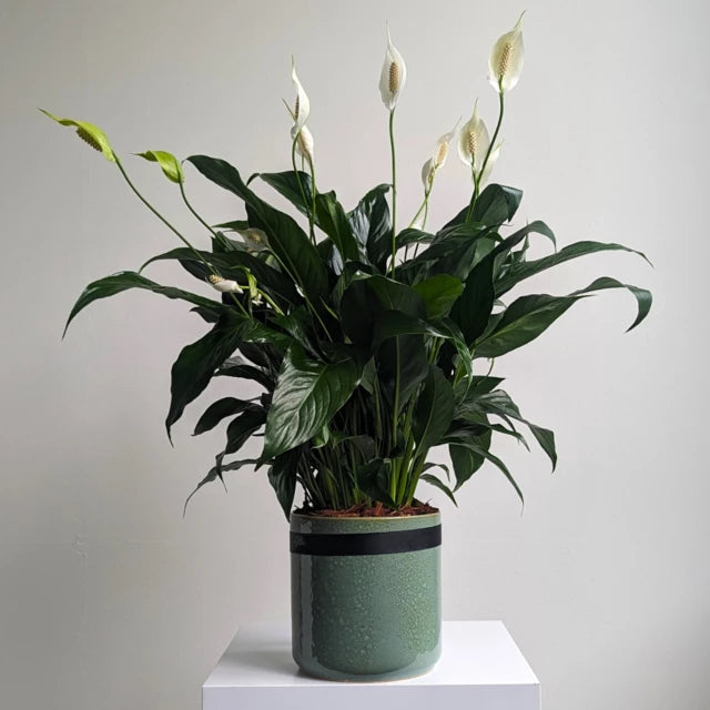 Lush Spathiphyllum (Peace Lily) in a pot, displaying vibrant green foliage and white bloom