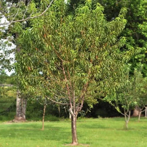 Prunus Persica (Peach Flordagold)