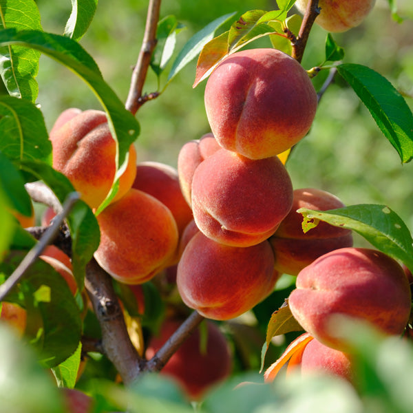 Prunus Persica (Peach Flordagold)