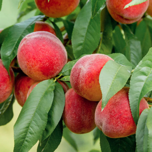 Prunus Persica (Peach Double Jewel)