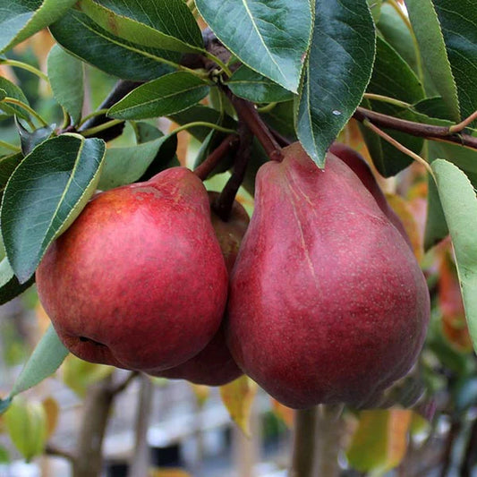 Pyrus Communis (Pear Sensation)