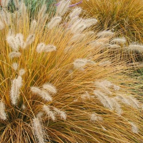 Pennisetum Alopecuroides (Fountain Grass)