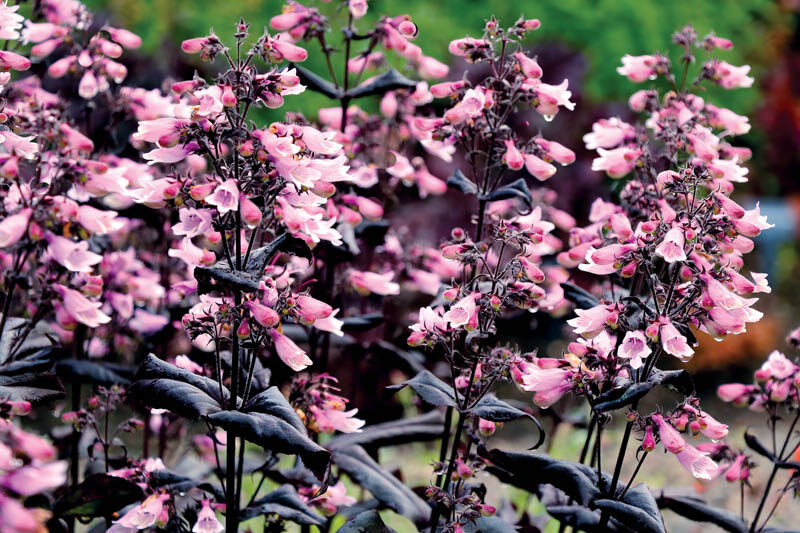 Penstemon digitalis (Dakota Burgundy)