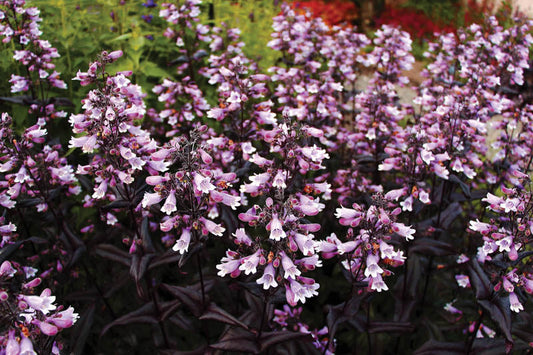 Penstemon digitalis (Dakota Burgundy)