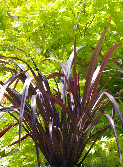 Phormium Tenax (NZ Flax Dark Delight) with its deep burgundy foliage, complemented by a Japanese Maple tree in the background showcasing vibrant leaves.