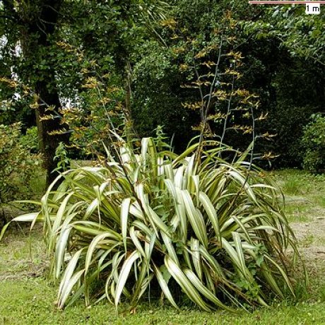 Phormium cookianum Dwarf (Dwarf New Zealand Flax)