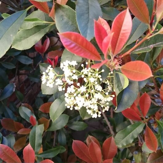 Photinia Robusta (Robusta Photinia)