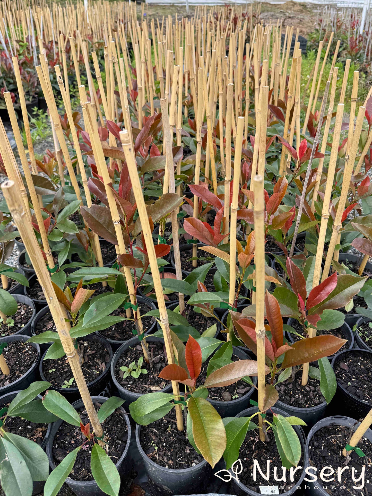 Photinia × Fraseri (Red Robin) plants in rows, displaying their vivid red and green leaves, ready for sale.