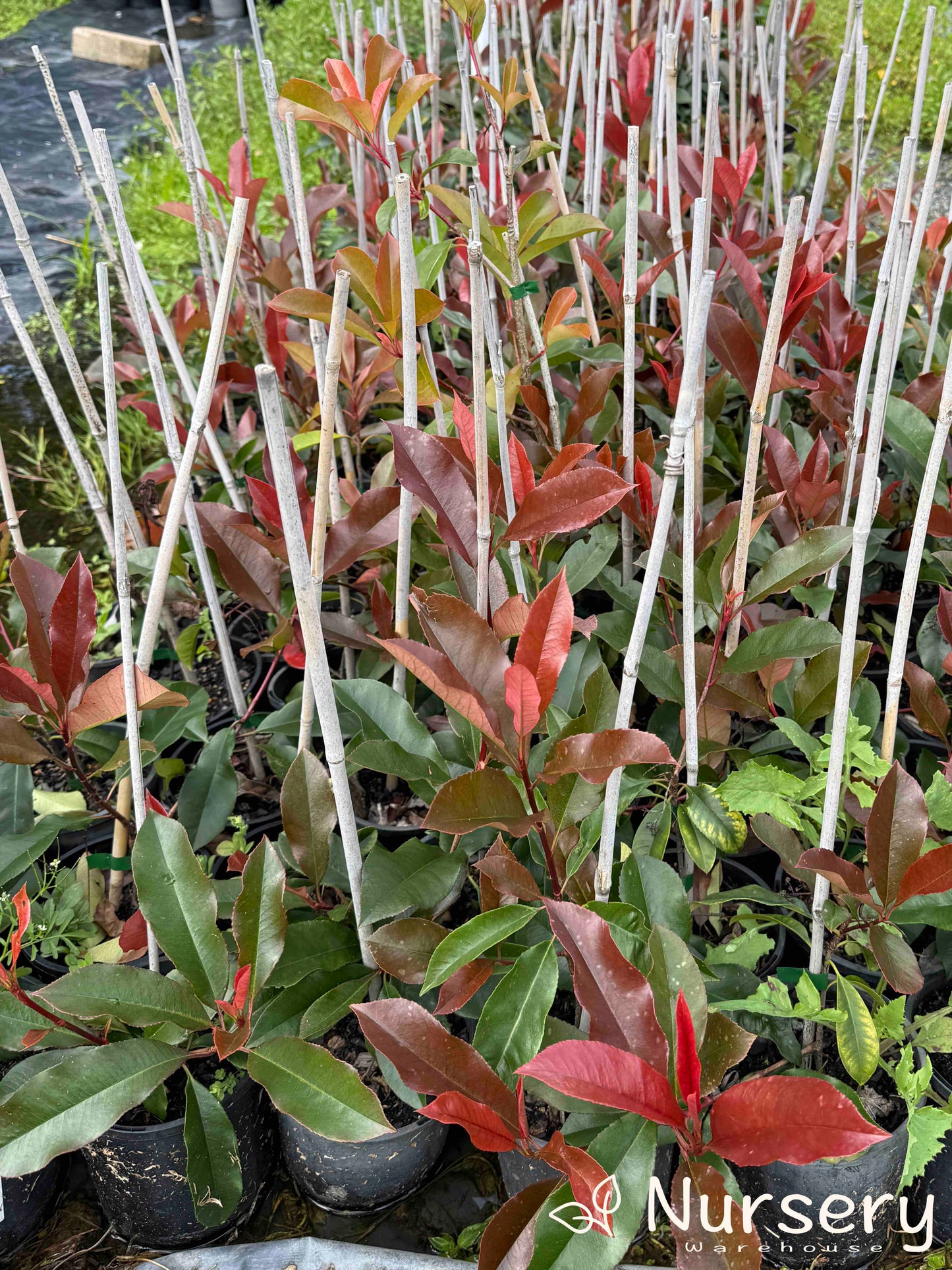 Rows of Photinia × Fraseri (Red Robin) plants ready for sale, showcasing the striking mix of red and green foliage.