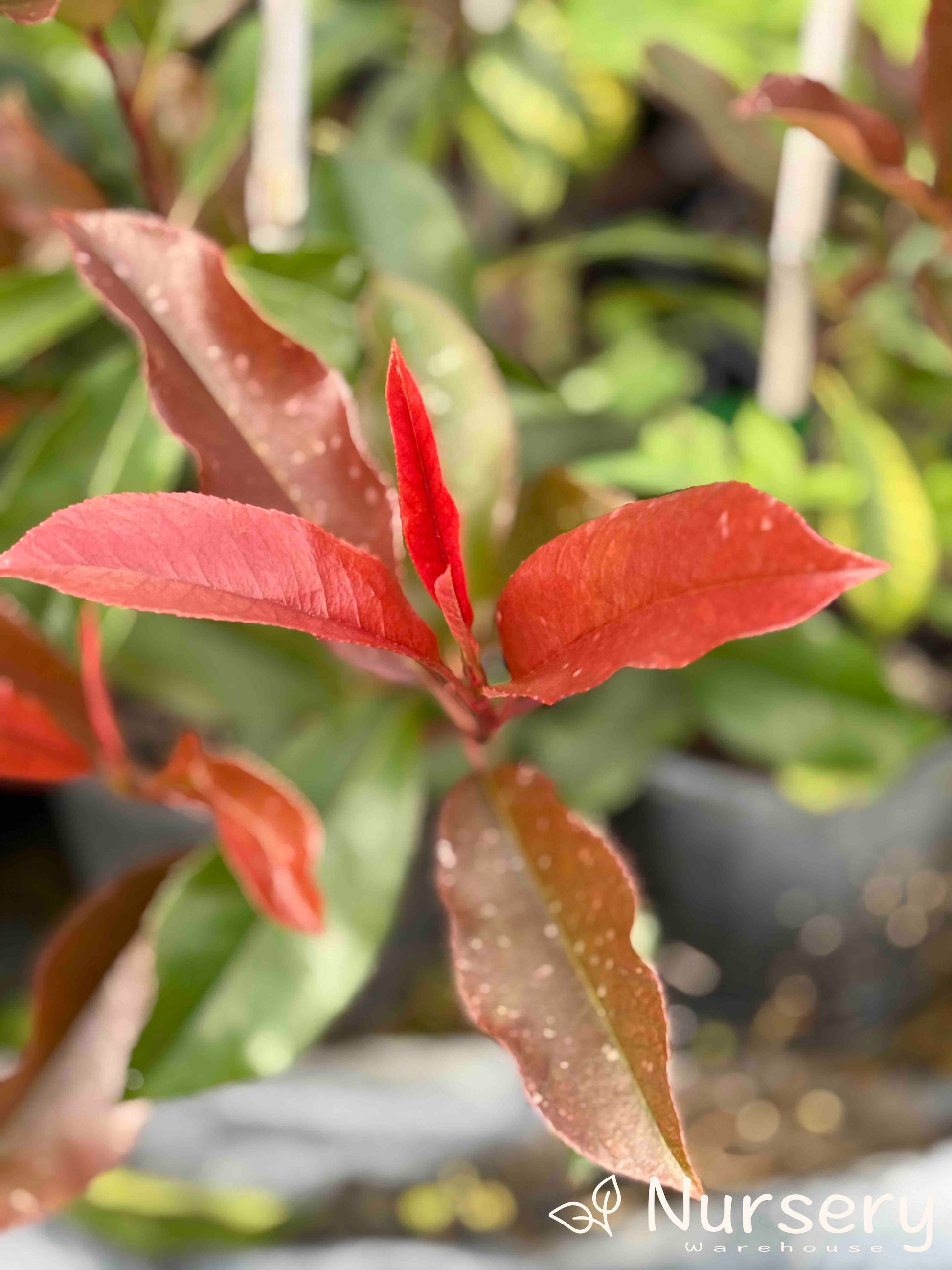 Close-up of Photinia × Fraseri (Red Robin) showing vibrant red leaves with lush green foliage in the background.