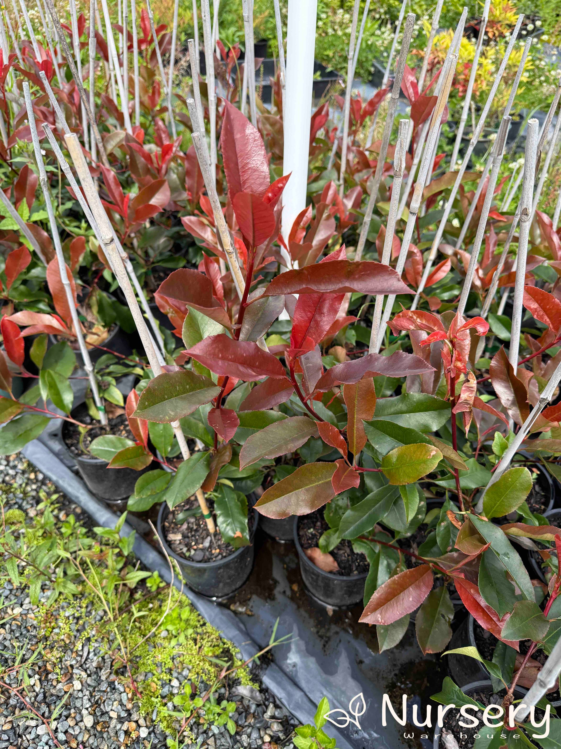 Rows of Photinia × Fraseri (Red Robin) plants with colourful red and green foliage, prepared for sale.