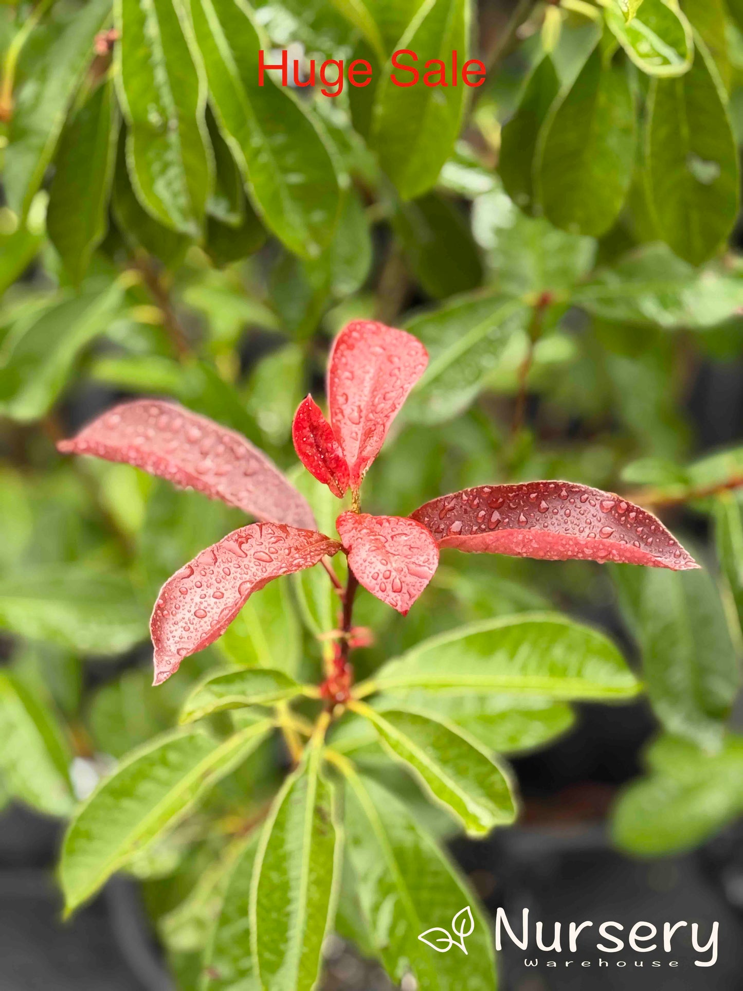 Photinia x Fraseri (Black Jack PBR)