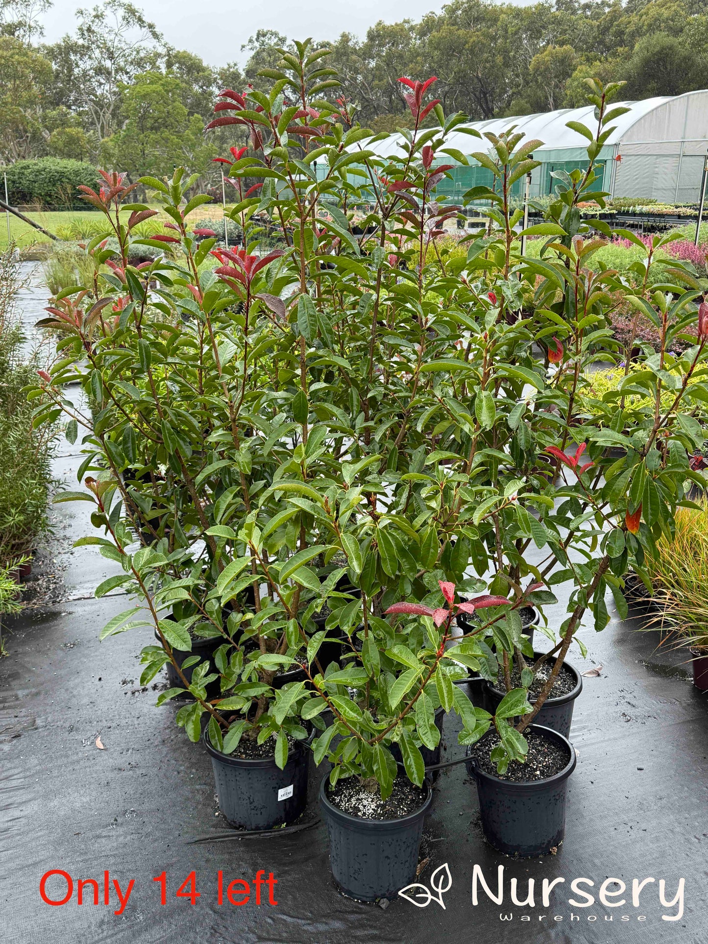 Photinia x Fraseri (Black Jack PBR)