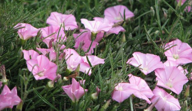 Convolvulus Pink Sapphire (Pink Bindweed)