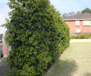 Syzygium Paniculatum 'Superior' (Magenta Lilly Pilly Superior)