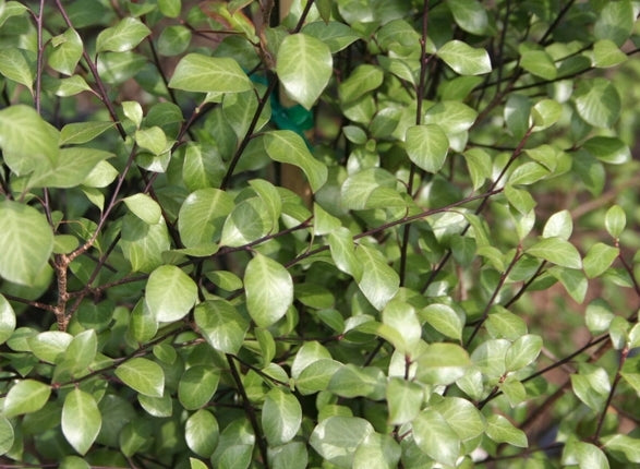 Detailed close-up of Pittosporum Tenuifolium (Silver Sheen) leaves, highlighting their unique texture and silver sheen.