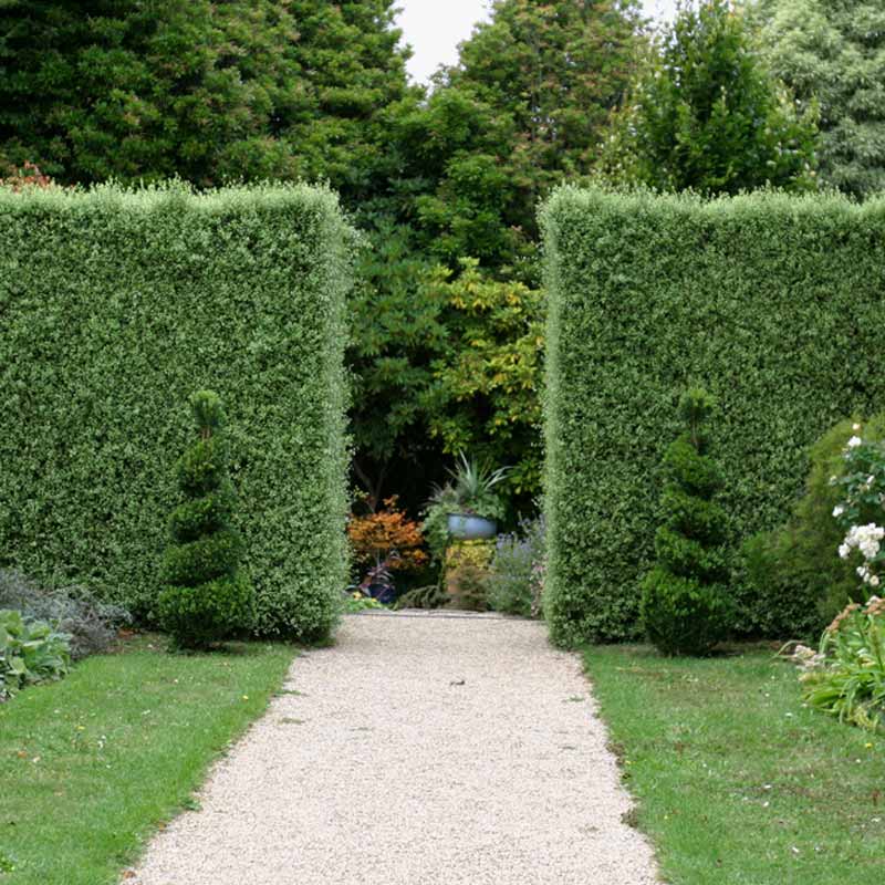 Pittosporum Tenuifolium (Silver Sheen) used as a hedge in a backyard, lining a pathway with its dense, elegant foliage.