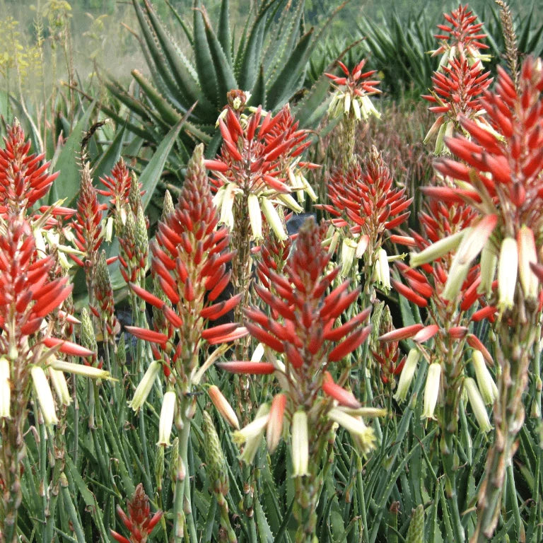 Aloe Porcupine (Porcupine Aloe)