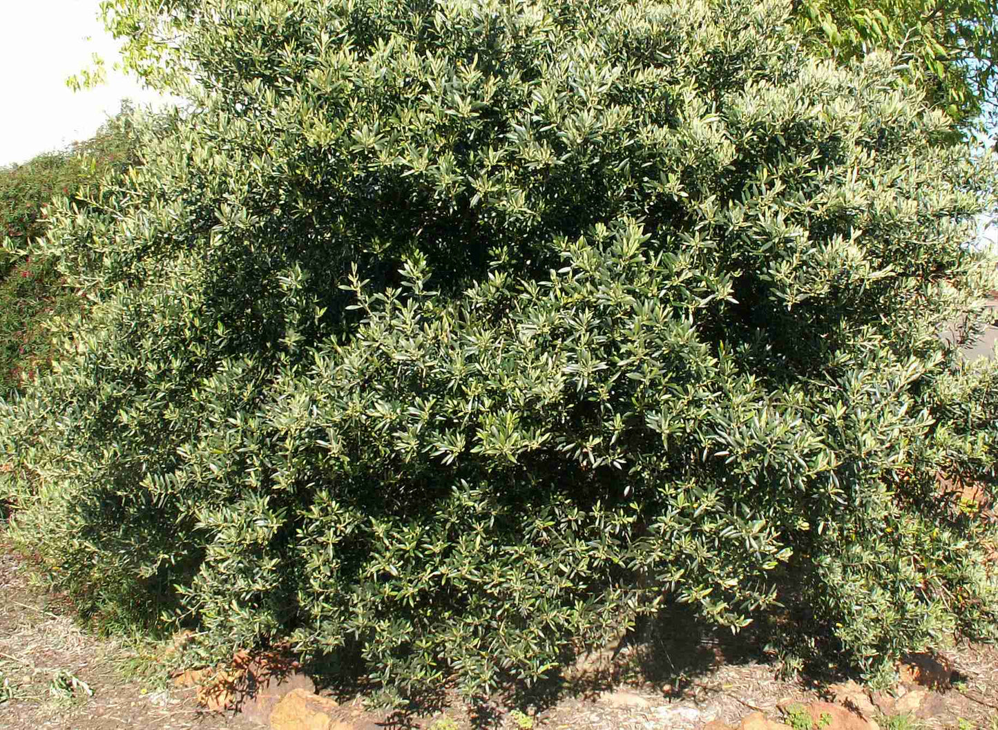 Olea europaea (Mediterranean Midget PBR)