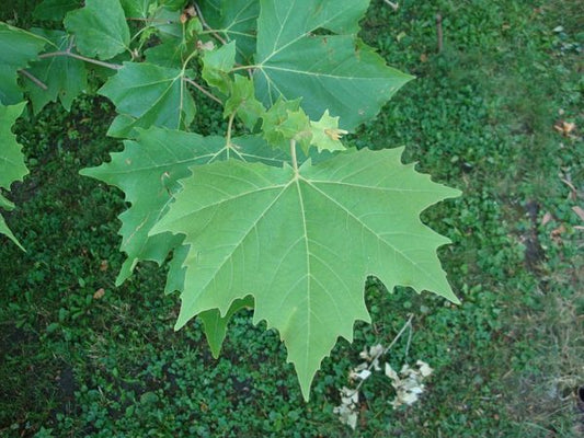 Close-up of a Platanus Acerifolius (London Plane) leaf, highlighting its broad, lobed structure and vibrant green colour.