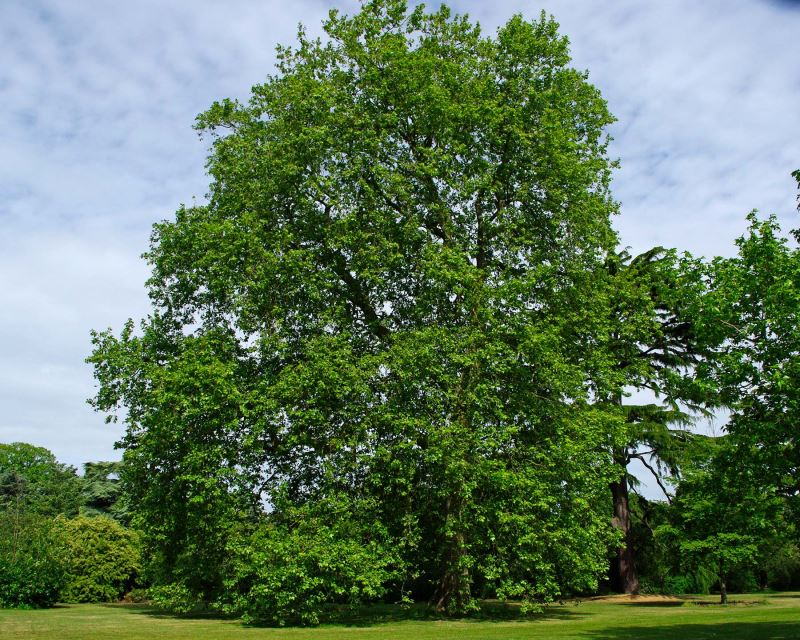 Another view of a mature Platanus Acerifolius (London Plane) tree in a park, with its wide branches and lush foliage providing ample shade.