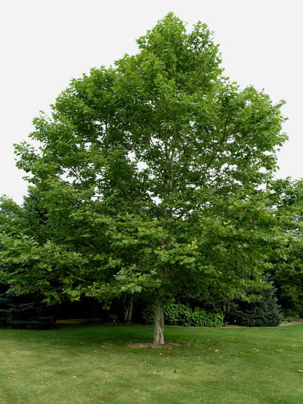 Mature Platanus Acerifolius (London Plane) tree in a park, showcasing its expansive canopy and distinctive mottled bark.