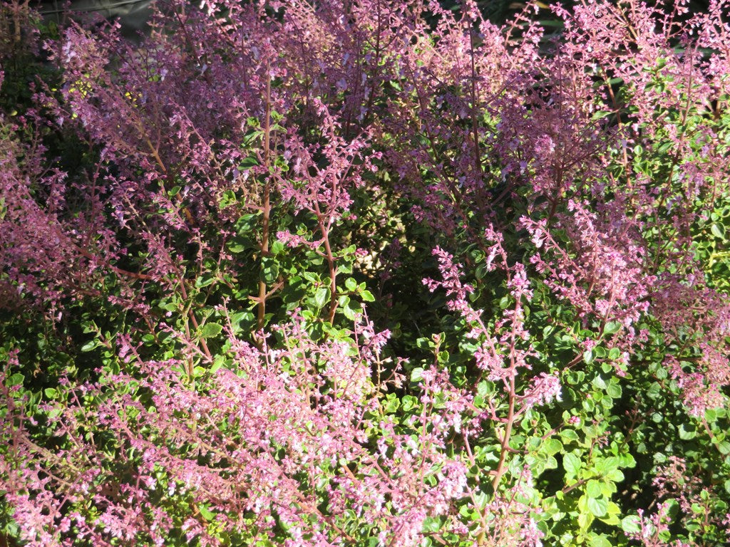 Plectranthus ‘Pink Kisses’ (Pink Spur Flower)