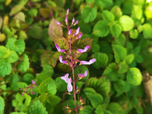 Plectranthus ‘Pink Kisses’ (Pink Spur Flower)