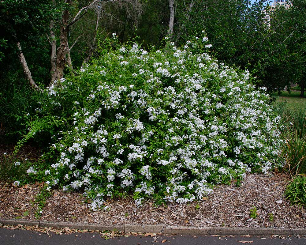 Plumbago Auriculata (White Cape Leadwort)