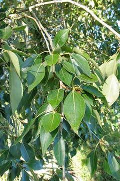 Populus Simonii (Simon's Poplar)