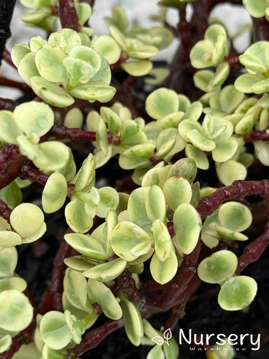 Portulacaria afra variegata (Variegated Elephant Bush)